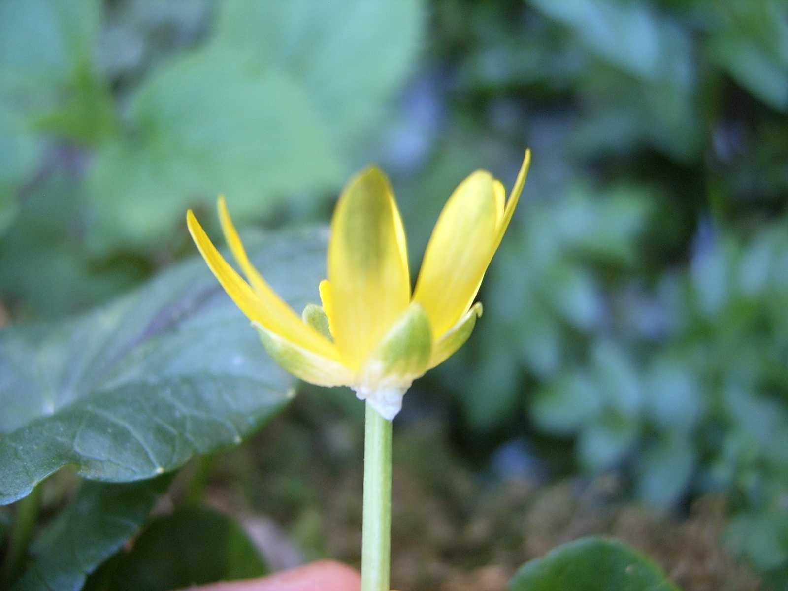 Ranunculus ficaria / Ranuncolo favagello